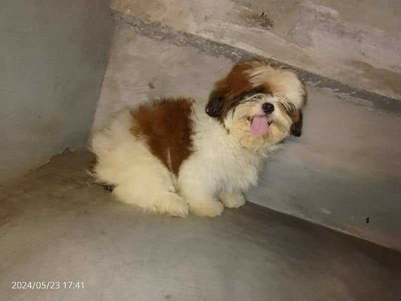 Shihtzu pedigree male pup available 5
