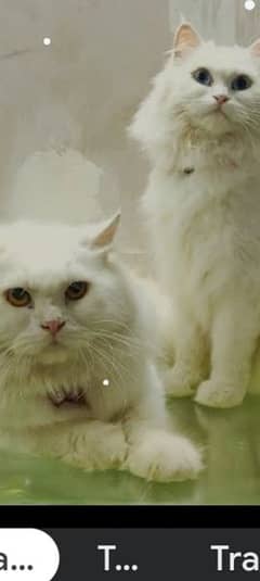Persian Cat / Doll Face Cat / White persian cat