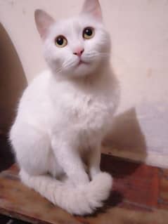 white female Persian cat forsale