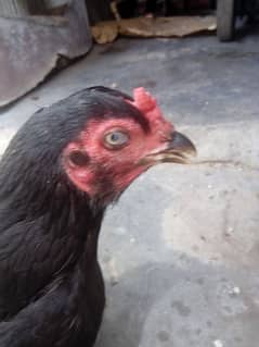Aseel  hen available for sell 0