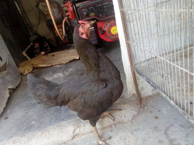 Aseel  hen available for sell 1