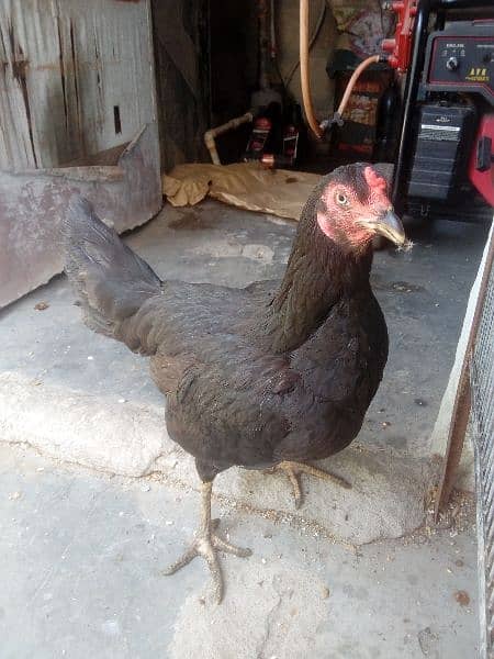 Aseel  hen available for sell 2