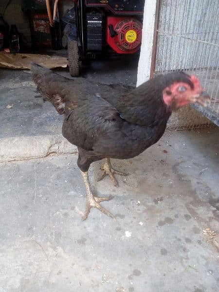 Aseel  hen available for sell 3
