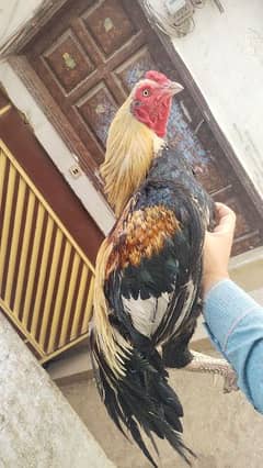 aseel jawa high quality breeder full active 2 years