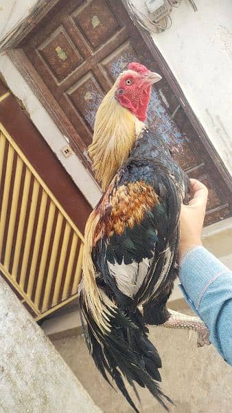 aseel jawa high quality breeder full active 2 years 1