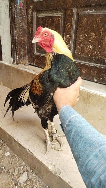 aseel jawa high quality breeder full active 2 years 2