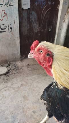 aseel jawa high quality breeder full active 2 years 0
