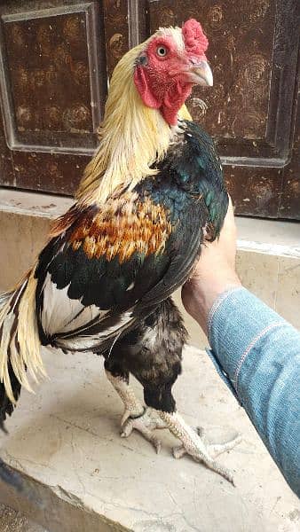 aseel jawa high quality breeder full active 2 years 3