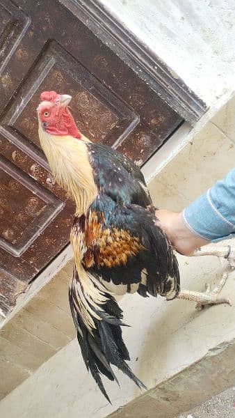 aseel jawa high quality breeder full active 2 years 6