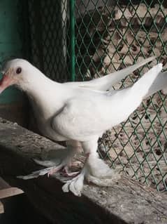 gobar caros pigeon chicks handtam