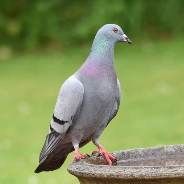 other pigeons 2