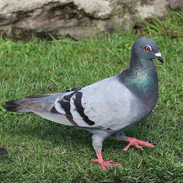 other pigeons 3