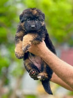 german shepherd Long coat puppies