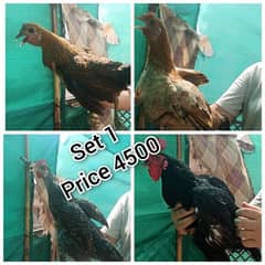 Aseel / Murgha / Desi murgha / hen for sale