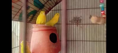 Australian Parrots for Sale