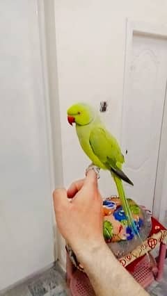 03435131048 Green ringneck male parrot handtame