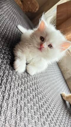Baby Persian kittens for sale 0