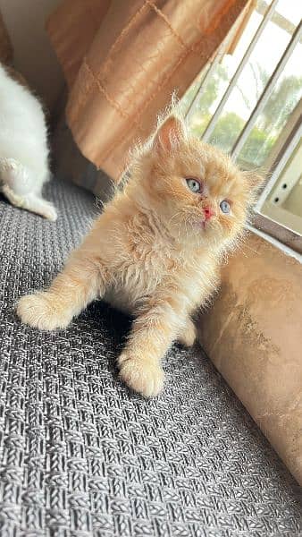 Baby Persian kittens for sale 1