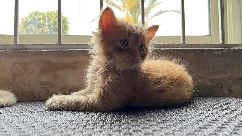 Baby Persian kittens for sale 5
