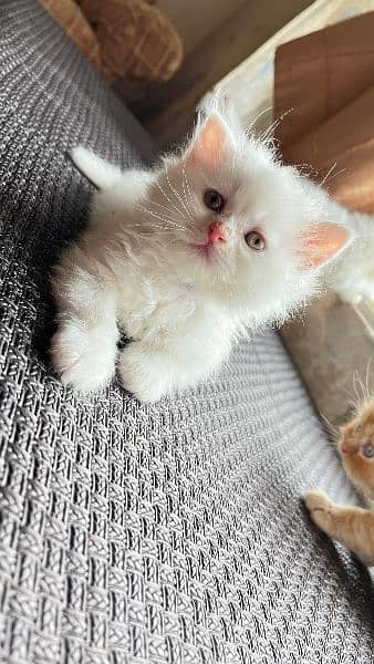 Baby Persian kittens for sale 6