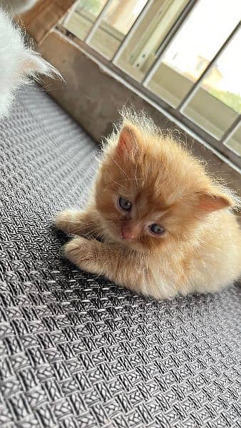 Baby Persian kittens for sale 7