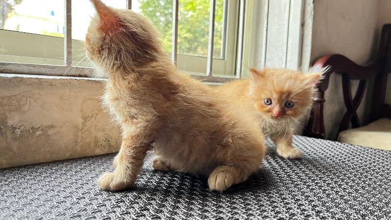 Baby Persian kittens for sale 8