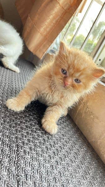 Baby Persian kittens for sale 10