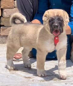 Kurdish Kangal dog 3 month male for sale security dog
