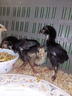 German O shamo Chicks & eggs available fresh and fertile eggs