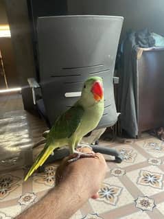 Raw parrot age 4 month hand tame healthy and active