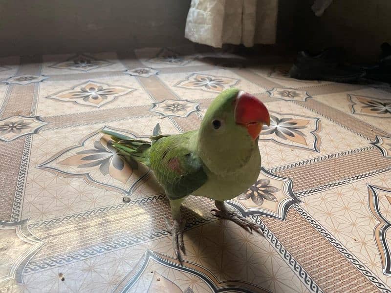 Raw parrot age 4 month hand tame healthy and active 1