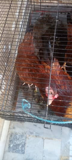 HENS WITH NEW CAGE