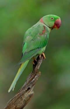 Raw Parrot / Green parrot / Speaking parrot / Available in Jehlum