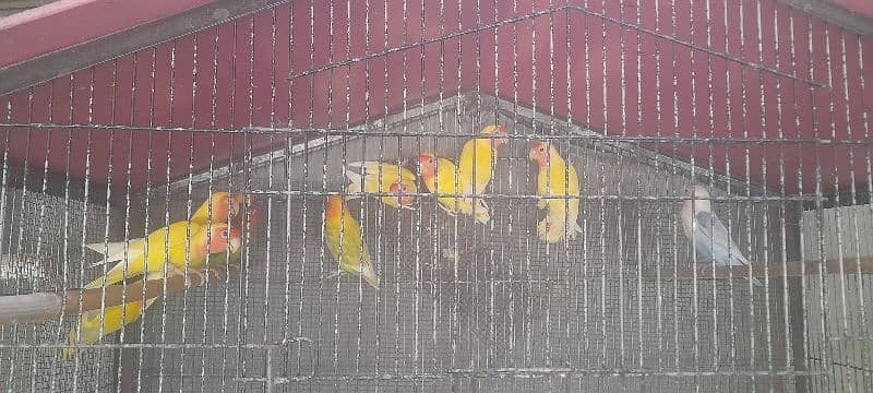 lovebird lotino coktail hogoromo budgries read discription 03118335184 1