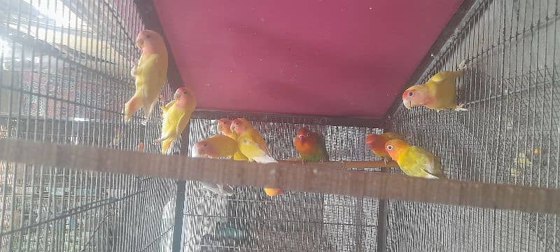 lovebird lotino coktail hogoromo budgries read discription 03118335184 2