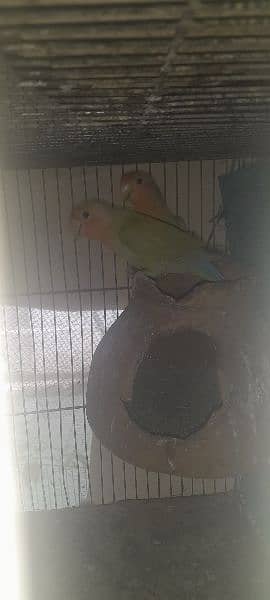 lovebird lotino coktail hogoromo budgries read discription 03118335184 5