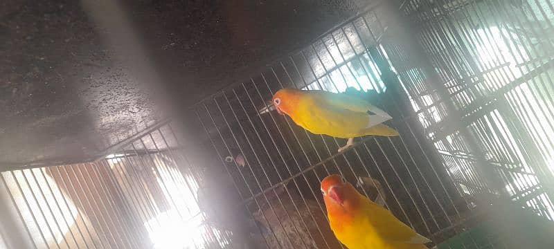 lovebird lotino coktail hogoromo budgries read discription 03118335184 6