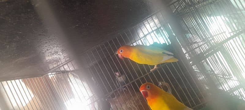 lovebird lotino coktail hogoromo budgries read discription 03118335184 7