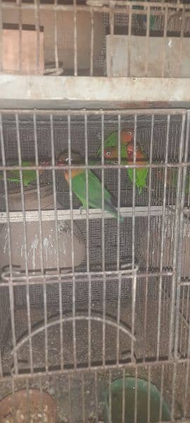 lovebird lotino coktail hogoromo budgries read discription 03118335184 8