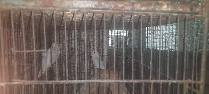 lovebird lotino coktail hogoromo budgries read discription 03118335184 9