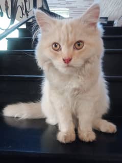 White Pure Persian Cat