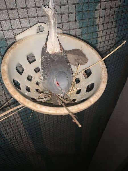 Diamond dove silver breeder pairs with one chick 0