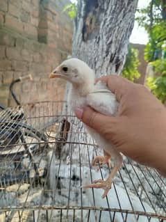 Pure Heera Aseel Chicks for sale