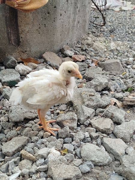 Pure Heera Aseel Chicks for sale 1