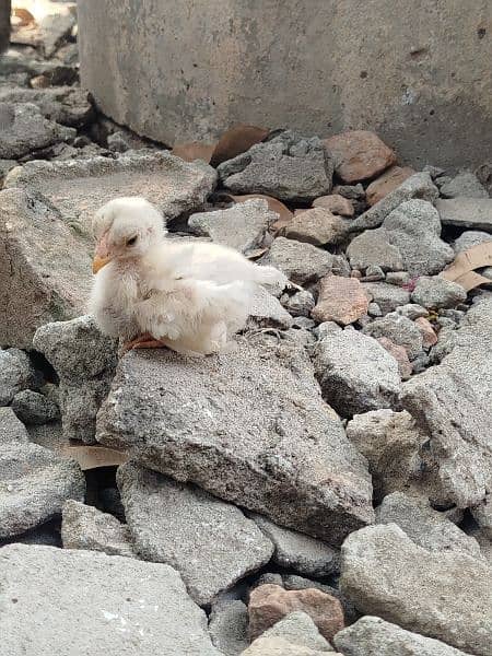 Pure Heera Aseel Chicks for sale 2