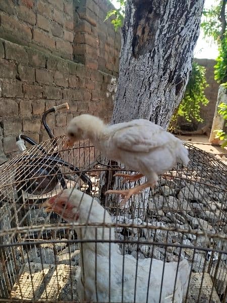 Pure Heera Aseel Chicks for sale 3