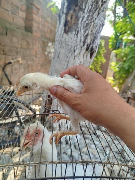 Pure Heera Aseel Chicks for sale 4