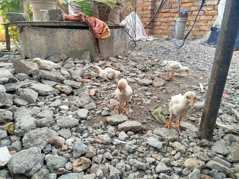 Pure Heera Aseel Chicks for sale 5