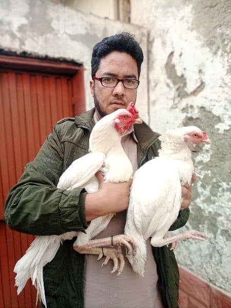 Pure Heera Aseel Chicks for sale 7