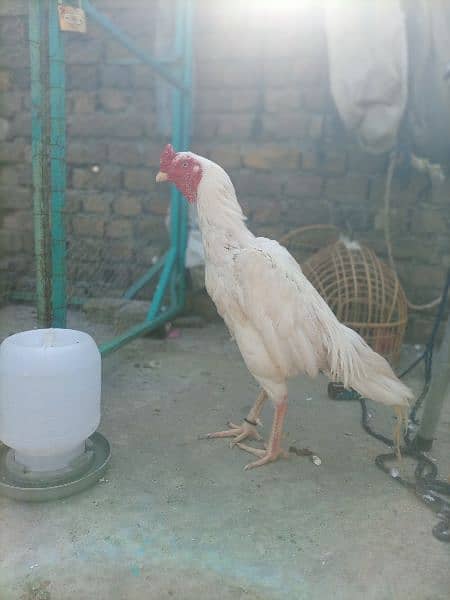 Pure Heera Aseel Chicks for sale 8